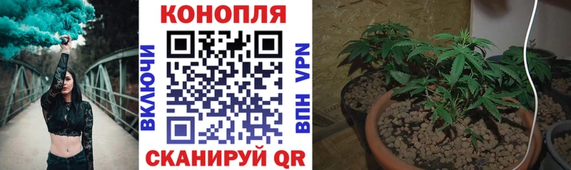 купить закладку Новоржев Бошки марихуана семена